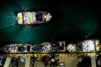 丘布特以90,000噸捕撈量 結(jié)束羅森港2025–2026年蝦捕撈季(圖1) 丘布特以90,000噸捕撈量 結(jié)束羅森港2025–2026年蝦捕撈季(圖1)