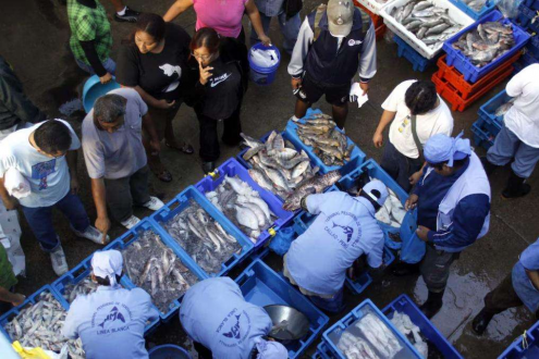 秘魯魷魚價(jià)格突然掉頭，阿根廷穩(wěn)如磐石：中國買家“收手”了？