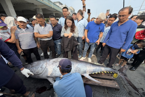 175公斤與276公斤藍(lán)鰭金槍魚雙響炮！臺(tái)灣屏東、宜蘭同日宣告金槍魚季"戲劇"開幕